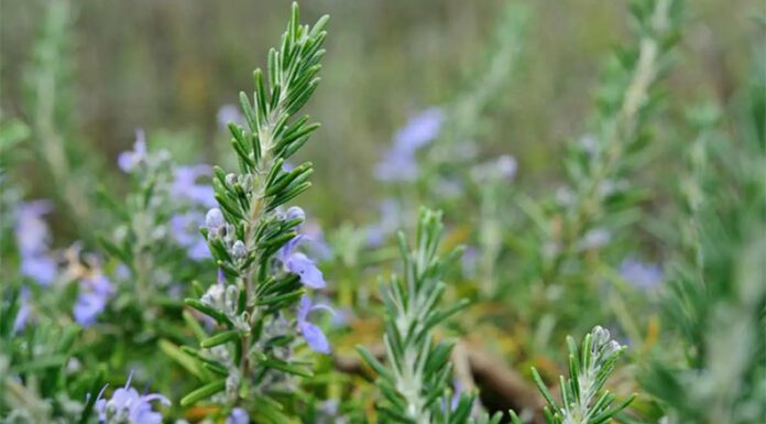 El romero, una planta aromática con compuestos que pueden tratar la endometriosis