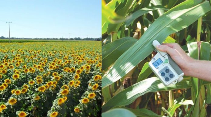 La investigación y la producción agrícolas tienen un vínculo asimétrico