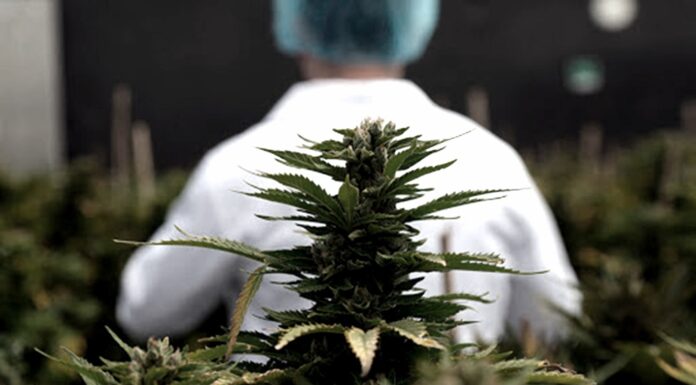 Mendoza es la primera provincia en reglamentar el cultivo de cannabis para uso medicinal