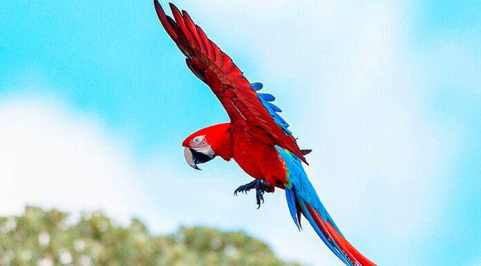 Vuelan en Corrientes guacamayos rojos, una especie que estaba extinta hace más de 170 años