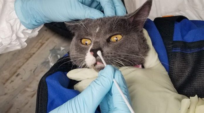 Desarrollan protocolos para prevenir la transmisión del SARS-CoV-2 de humanos a fauna silvestre