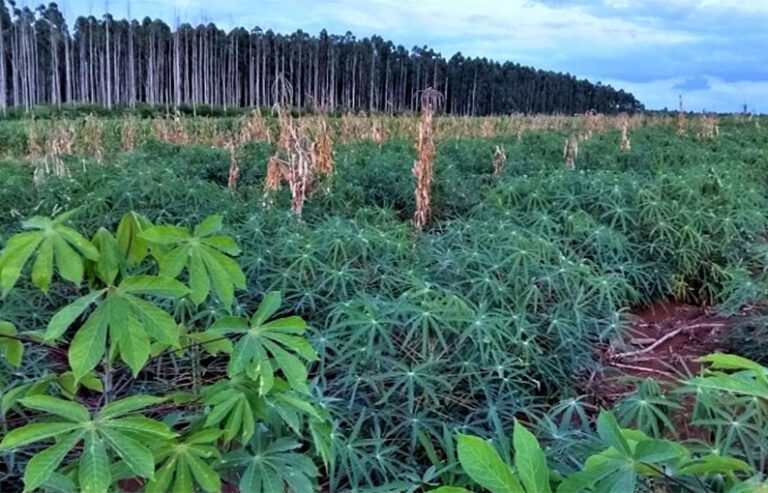 Cambian monocultivo de pinos por producción agroecológica de alimentos