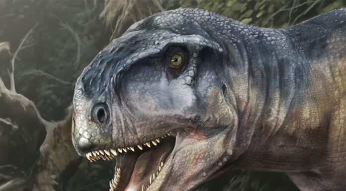 Neuquén: Científicos identificaron fósiles de una una nueva especie de dinosaurio