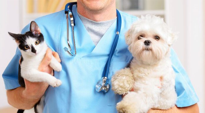 Día Mundial de las Zoonosis: el rol de los veterinarios en la Salud pública