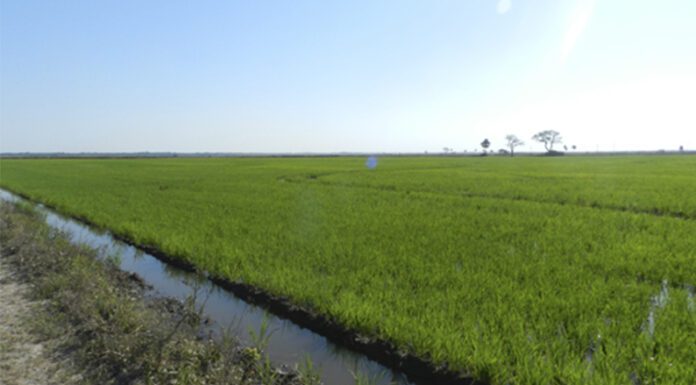 Comprueban el impacto de los agroquímicos en el sistema reproductor y el hígado de anfibios silvestres