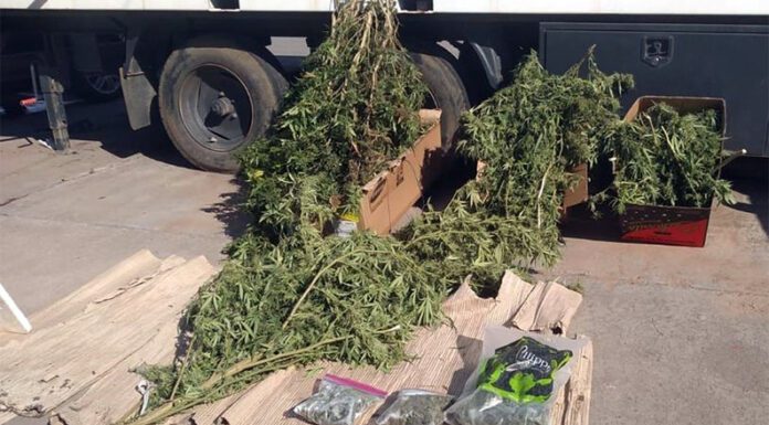 Partido de Morón: Se desplazaban en la vía pública con ramas y cogollos de marihuana