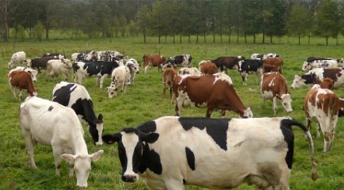 Ministro Basterra: “Hay un nuevo escenario para la producción ganadera en la Argentina”