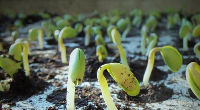 SLT-FAUBA: Con partículas ‘invisibles’ potencian tecnologías del agro