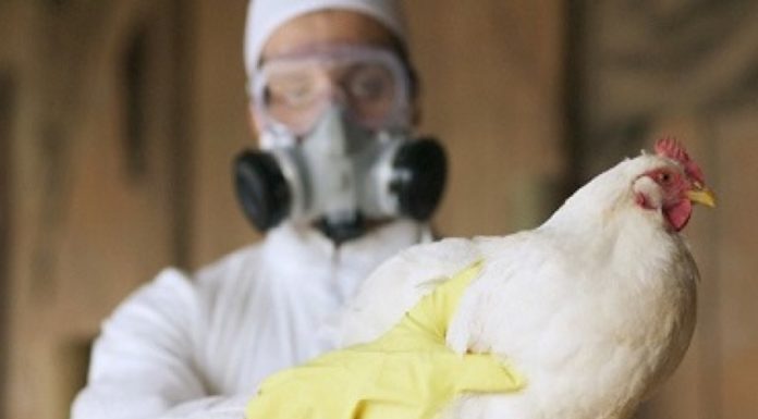 China confirmó primer contagio humano de la cepa H10N3 de gripe aviar