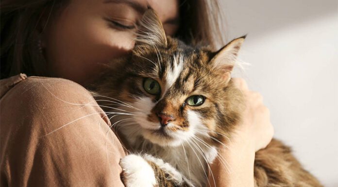 Mascotas: Todo lo que debe saber tu veterinario sobre los requisitos para viajar al exterior