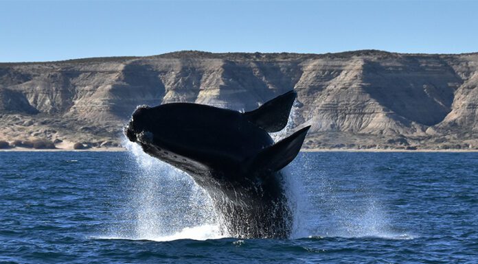 Día de la Ballena Franca Austral: Datos y curiosidades de esta especie que es un Monumento Natural
