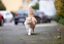 INSÓLITO CENSO EN ESTADOS UNIDOS: La ciudad de Washington cuenta sus gatos y dicen que son 200.000