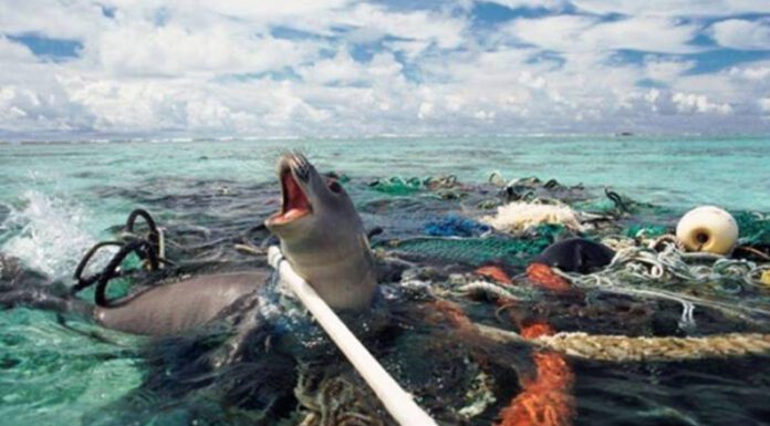 Prefectura Naval: Se iniciaron las jornadas de concientización en la temática de “Contaminación del Mar por Plásticos”