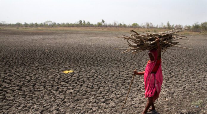 Los últimos siete años serán, probablemente, los más cálidos registrados en la historia