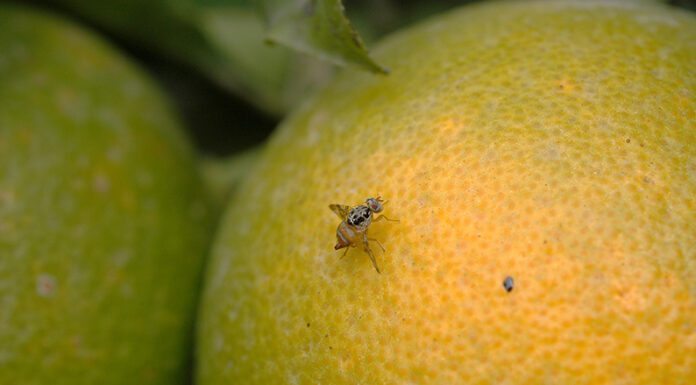 SLT-FAUBA: ¿Se puede controlar a las moscas de la fruta sin aplicar insecticidas?