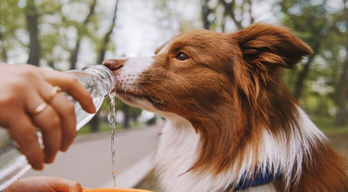 Golpes de calor en las mascotas: ¿cómo prevenirlos?