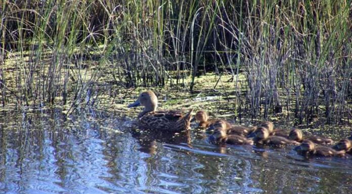 Un paseo especial: La OPDS te invita a visitar la reserva natural de Mar Chiquita