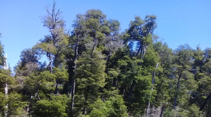 INCENDIOS FORESTALES: Prefectura desarticuló fogones en lugares no autorizados