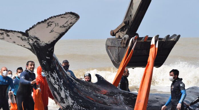 CHUBUT: Casi medio centenar de ballenas aparecieron muertas en Península Valdés durante el 2021
