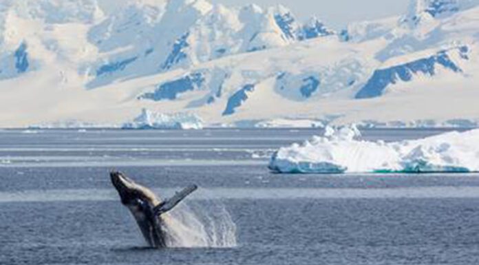 Día de la Antártida Argentina: cuadernillo sobre la ecorregión para docentes y multiplicadores ambientales