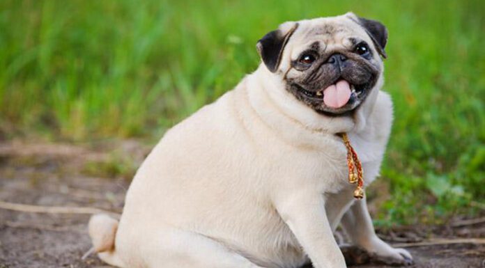 Cerca del 25% de los perros sufre sobrepeso: qué consecuencias puede traer y cómo controlarlo