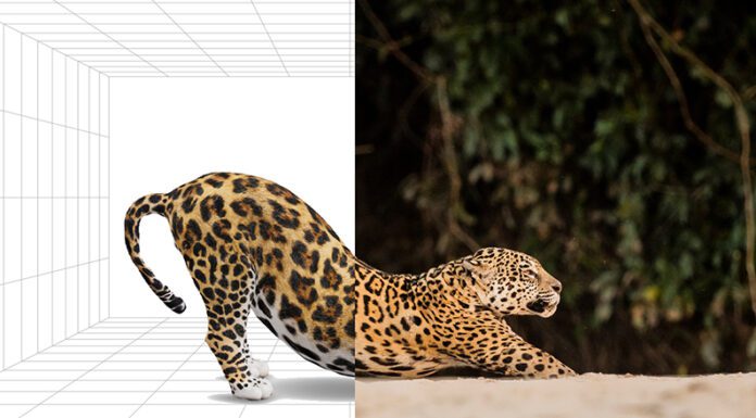 Fundación Vida Silvestre Argentina y Google presentan al yaguareté y el oso hormiguero en realidad aumentada
