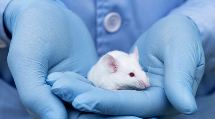 TERAPIA ANTIENVEJECIMIENTO: Científicos lograron rejuvenecer ratones mediante la “reprogramación de células”