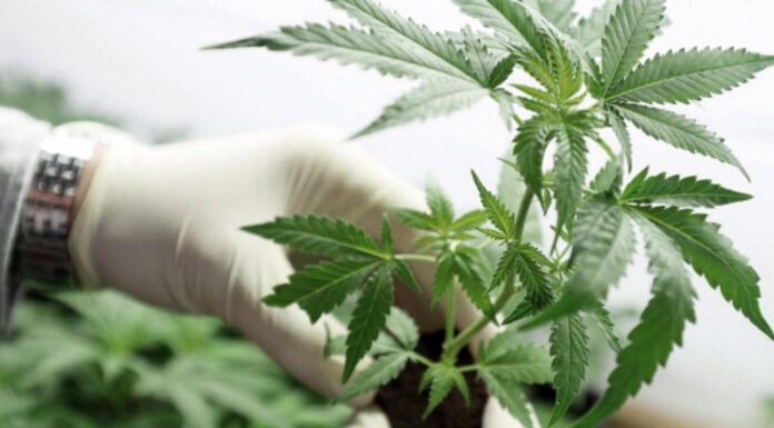 Jujuy inició la cosecha de cannabis medicinal “más importante de Latinoamérica”