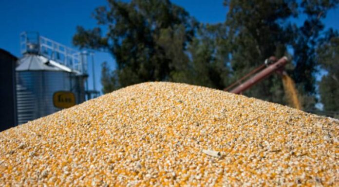 La ONU aseguró que los precios de alimentos llegaron un nuevo récord