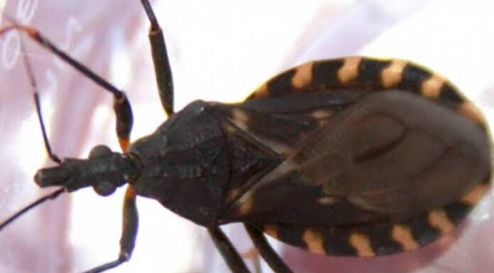 DÍA MUNDIAL: Siete de cada diez personas que tienen la enfermedad de Chagas no lo saben