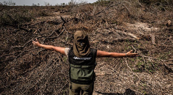 Greenpeace advierte que, a pesar de la Ley de Bosques, en Formosa se cuadruplicó la deforestación