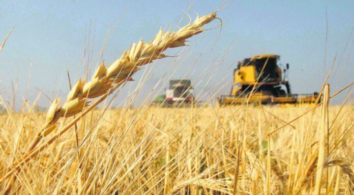 Un mapa digital para potenciar el trigo y otros cereales invernales