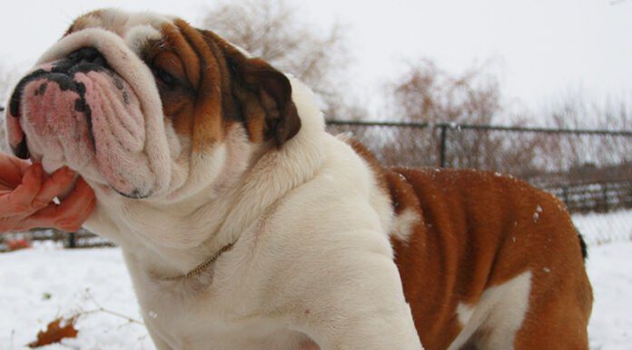 La “moda” de los perros de cara chata: ¿cómo cuidarlos?