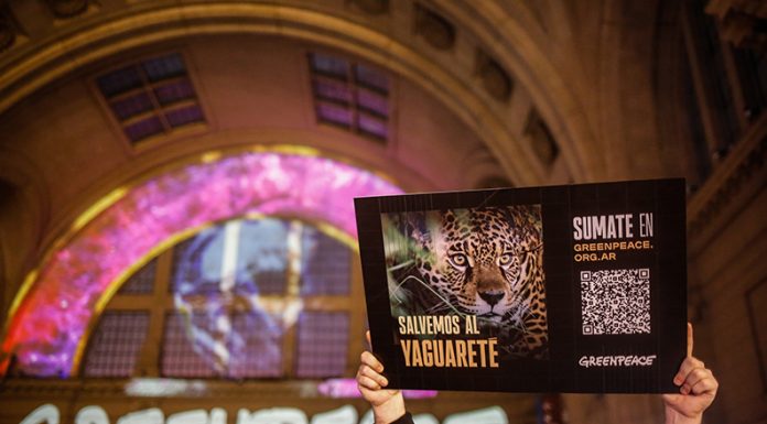 Alerta por el yaguareté: proyección gigante de Greenpeace en Constitución