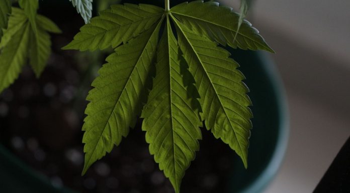 Web del Dr. Gea: llega la plataforma online para comprar cannabis de uso medicinal y realizar consultas medicas