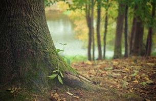 Día Mundial del Árbol: Son considerados los pulmones del planeta ellos con  los bosques, purifican el aire y contribuyen a regular el clima - EL DEBATE