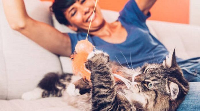 Juguetes caseros: ¿cómo animar a nuestros gatos y compartir un momento de diversión que potencie el vínculo?