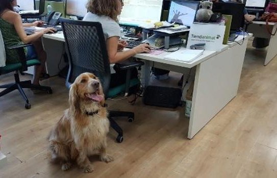 22 de Junio: Día Mundial de Llevar el Perro al Trabajo: ¿Qué beneficios trae para empleados y empleadores?