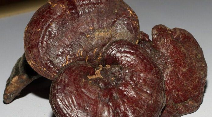 MADE IN ARGENTINA: Científicos argentinos crearon un “cuero ecológico” a base de hongos