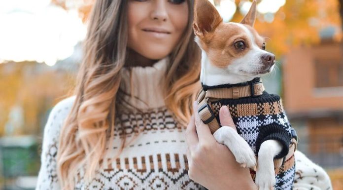 Vestir a perros y gatos: ¿es conveniente o puede ser contraproducente?