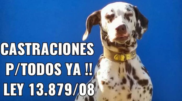 CELEBRAMOS LOS PERROS: Esta semana en “su Día” hablamos sobre castraciones con dos proteccionistas