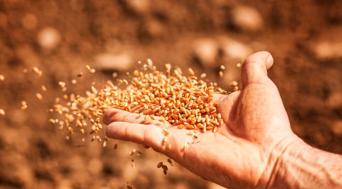Las guardianas de la semillas: Ellas son “esenciales para salvaguardar la biodiversidad” para afrontar crisis climáticas y sanitarias