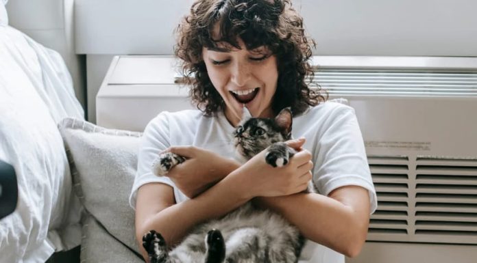 Día del Gato: Hoy los homenajeamos y decimos adiós al mito, porque ellos no son tan independientes como se creía