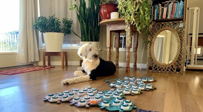 Tecnología para mascotas: estos botones personalizados permiten que “hablen” con los humanos