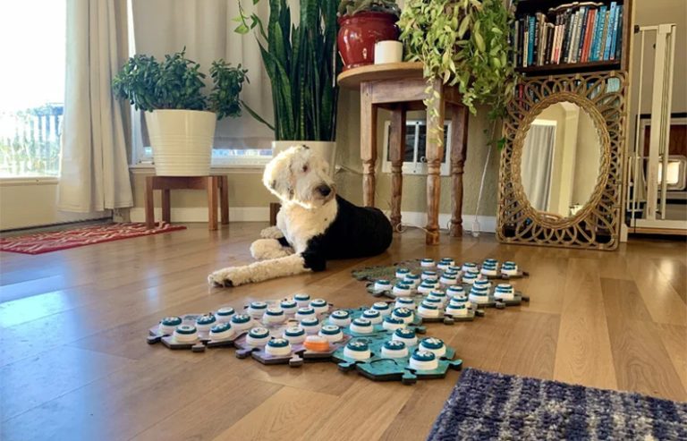 Tecnología para mascotas: estos botones personalizados permiten que “hablen” con los humanos