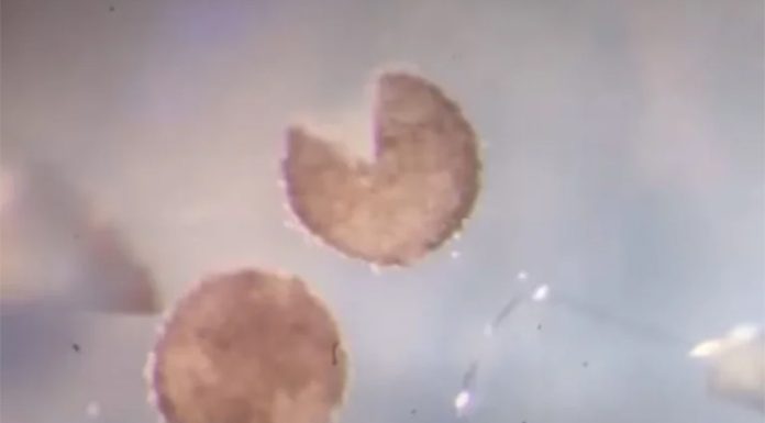 Xenobots: los robots creados con células de seres vivos