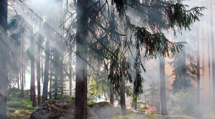Prevención de Incendios Forestales: Se celebra este 18 de agosto con la necesidad de preservar y cuidar los bosques