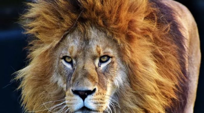 Día Mundial del León: Se celebra desde 2015 y busca preservar la especie de cazadores furtivos entre otros peligros