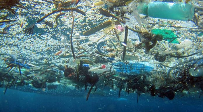 Alertan que los efectos de la actividad humana sobre los ecosistemas marinos pueden ser irreversibles