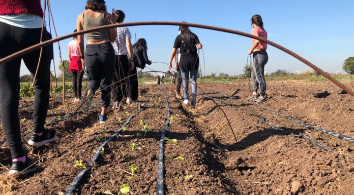 Día Mundial de la Agricultura: Se celebra en medio del merecido reconocimiento a medianos y pequeños productores, vitales en la cadena alimenticia